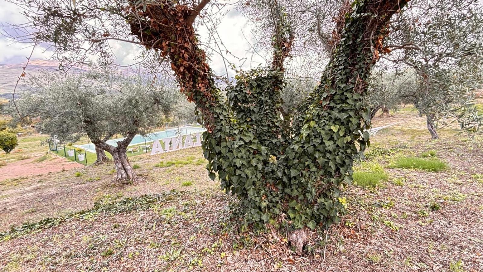Casa Rural Atalanta De La Vera 哈赖斯德拉韦拉 外观 照片
